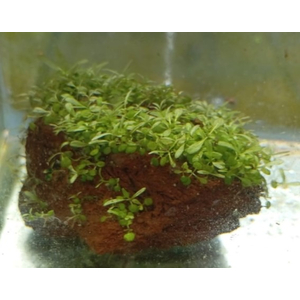 МИКРАНТЕМУМ НА ЛАВЕ