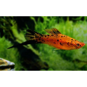 Меченосец тигровый (Xiphophorus hellerii var.)