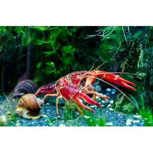 РАК РАДУЖНЫЙ 4-5 см (Procambarus clarkii)