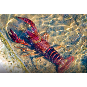 РАК РАДУЖНЫЙ 4-5 см (Procambarus clarkii)