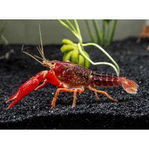 РАК РАДУЖНЫЙ 4-5 см (Procambarus clarkii)