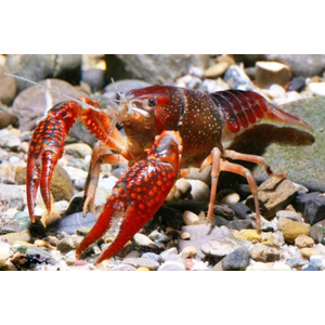 РАК РАДУЖНЫЙ 4-5 см (Procambarus clarkii)