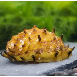 УЛИТКА ЁЖИК КОРОЛЕВСКИЙ НЕРИТИНА - Neritina juttingae King Koopa Nerite Snail