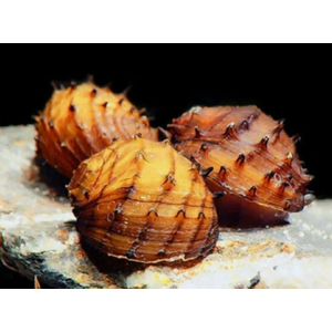 УЛИТКА ЁЖИК КОРОЛЕВСКИЙ НЕРИТИНА - Neritina juttingae King Koopa Nerite Snail