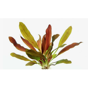 ЭХИНОДОРУС КРАСНЫЙ ХАМЕЛЕОН - Echinodorus red chameleon