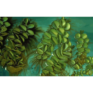 САЛЬВИНИЯ УШАСТАЯ - Salvinia auriculata