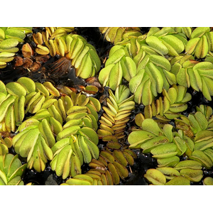 САЛЬВИНИЯ УШАСТАЯ - Salvinia auriculata