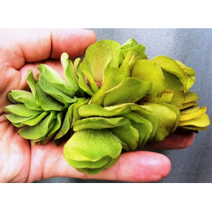 САЛЬВИНИЯ УШАСТАЯ - Salvinia auriculata