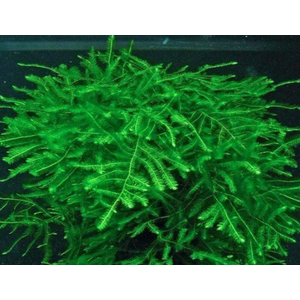 МОХ СПАЙКИ, колючий - Taxiphyllum Spiky