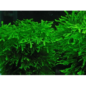 МОХ СПАЙКИ, колючий - Taxiphyllum Spiky