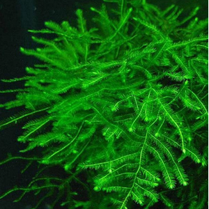 МОХ СПАЙКИ, колючий - Taxiphyllum Spiky