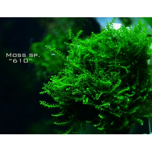 МОХ №610 - moss №610