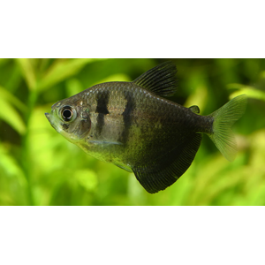 ТЕРНЕЦИЯ ЧЕРНАЯ - Gymnocorymbus ternetzi