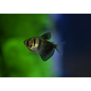 ТЕРНЕЦИЯ ЧЕРНАЯ - Gymnocorymbus ternetzi