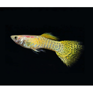 ГУППИ КОБРА ЖЕЛТАЯ самцы