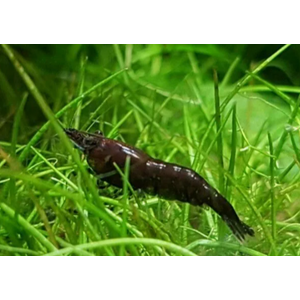 КРЕВЕТКА ЧЕРНЫЙ ШОКОЛАД - Neocaridina davidi - Black Choco Shrimp