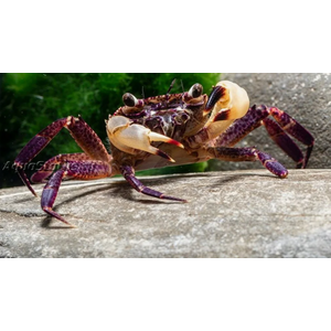 КРАБ ТОВУТИ БЕЛОКЛЕШНЕВЫЙ - Syntripsa flavichela - White Claw Towuti Crab