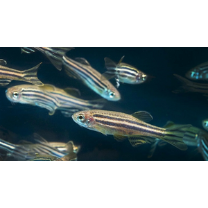 Кормовая рыбка ДАНИО