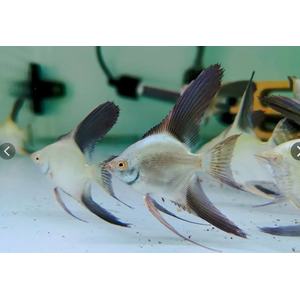 Pterophyllum scalare Bulgarian Seal Point — селекционная форма обычной скалярии, выведенная в Болгарии в качестве декоративной рыбки.