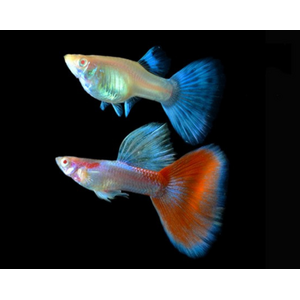 ГУППИ СКАЙ РЕД - Guppy Red Sky Albino