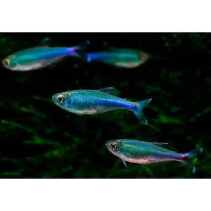 Тетра голубая (Blue Tetra), или боелка Фредкоха (Boehlkea fredcochui) — стайная мирная рыбка.