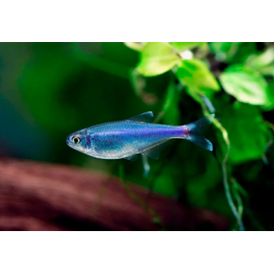 Тетра голубая (Blue Tetra), или боелка Фредкоха (Boehlkea fredcochui) — стайная мирная рыбка.