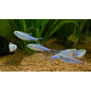 Тетра голубая (Blue Tetra), или боелка Фредкоха (Boehlkea fredcochui) — стайная мирная рыбка.