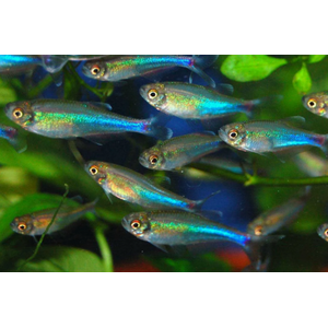 Тетра голубая (Blue Tetra), или боелка Фредкоха (Boehlkea fredcochui) — стайная мирная рыбка.