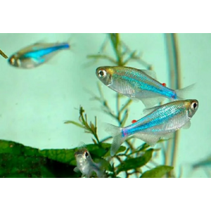 Тетра голубая (Blue Tetra), или боелка Фредкоха (Boehlkea fredcochui) — стайная мирная рыбка.