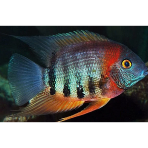 СЕВЕРУМ КРАСНОПЛЕЧИЙ