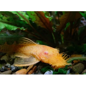 АНЦИСТРУС ЗОЛОТОЙ - Ancistrus dolichopterus
