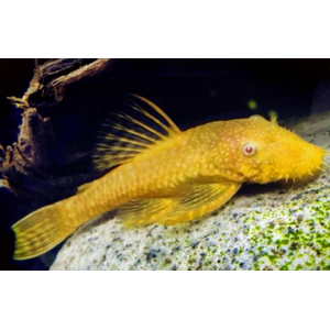 АНЦИСТРУС ЗОЛОТОЙ - Ancistrus dolichopterus