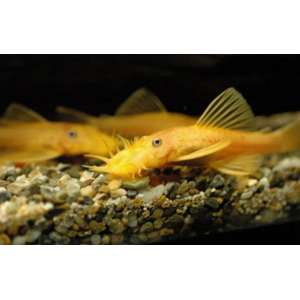 АНЦИСТРУС ЗОЛОТОЙ - Ancistrus dolichopterus