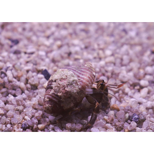 РАК - ОТШЕЛЬНИК