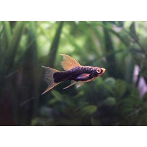 МЕЧЕНОСЕЦ ЧЕРНЫЙ ВИЛЬЧАТЫЙ