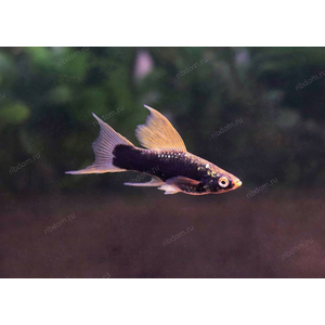 МЕЧЕНОСЕЦ ЧЕРНЫЙ ВИЛЬЧАТЫЙ