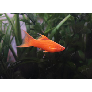 МЕЧЕНОСЕЦ КРАСНАЯ ВИЛКА