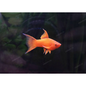 МЕЧЕНОСЕЦ КРАСНАЯ ВИЛКА