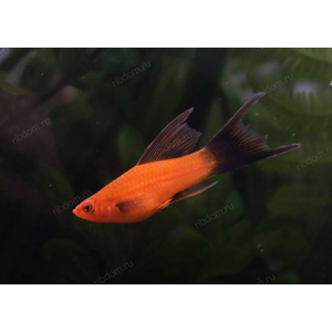 МЕЧЕНОСЕЦ БЕРЛИНСКИЙ ВИЛЬЧАТЫЙ