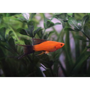 МЕЧЕНОСЕЦ БЕРЛИНСКИЙ ВИЛЬЧАТЫЙ