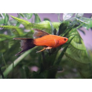 МЕЧЕНОСЕЦ БЕРЛИНСКИЙ ВИЛЬЧАТЫЙ