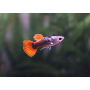 ГУППИ ДАМБО РЕД ТЕЙЛ - Dumbo red tail Guppy
