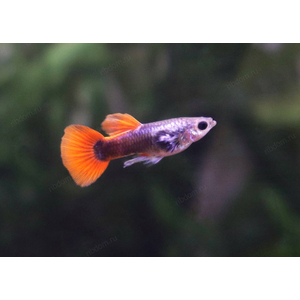ГУППИ ДАМБО РЕД ТЕЙЛ - Dumbo red tail Guppy