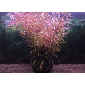 Растение на кочке РОТАЛА ИНДИЙСКАЯРастение на кочке РОТАЛА ИНДИЙСКАЯ