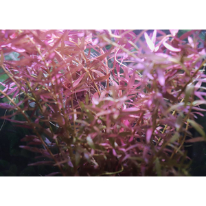 Растение на кочке РОТАЛА ИНДИЙСКАЯ