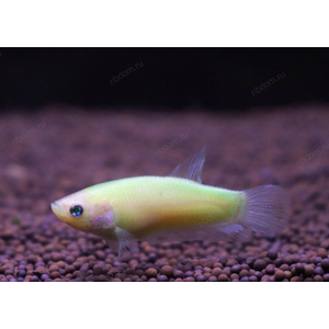 КУРОЧКА ВУАЛЬ GLO