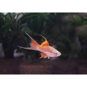 МЕЧЕНОСЕЦ ЗЕЛЕНЫЙ ВИЛКА