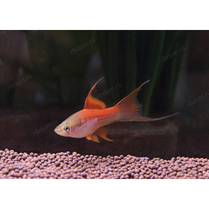 МЕЧЕНОСЕЦ ЗЕЛЕНЫЙ ВИЛКА