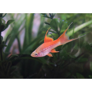 МЕЧЕНОСЕЦ ЗЕЛЕНЫЙ ВИЛКА