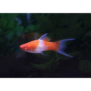 МЕЧЕНОСЕЦ САНТА-КЛАУС ВИЛКА КОХАКУ